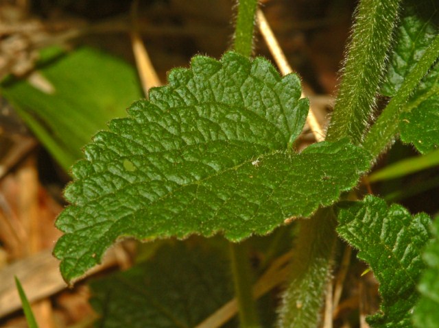 Melittis melissophyllum